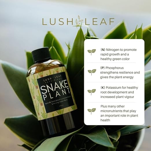 Lush Leaf | Plant Food (Snake Plant)