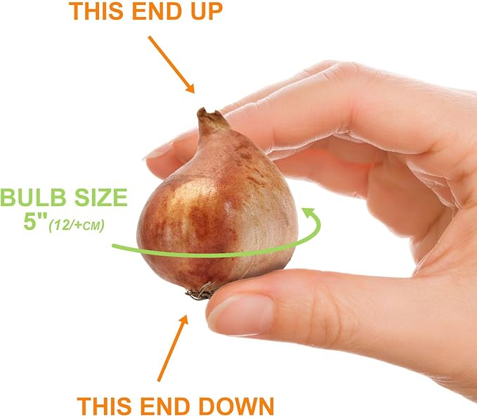 Garden State Bulb Darwin Hybrid Festival Mix Tulip Flower Bulbs, 12/+ cm, Fall Planting (Bag of 100)