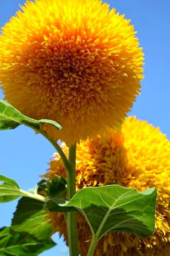 Seeds Fluffy Sunflower Teddy Bear 20 Seeds for Growing Dwarf 20-30” Tall Annual Plant Double Sunflower Pom-Pom Sunflower
