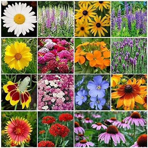 Non GMO Bulk Partial Shade Wildflower Seed Mix 22 Species of Wildflower Seeds (25 Lbs)