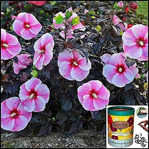 100 EarthPods - Bio Organic Hibiscus Fertilizer Spikes - Plumeria & Bougainvillea - Tropical Plant Food Sticks - Premium Formula - Hand Made in USA