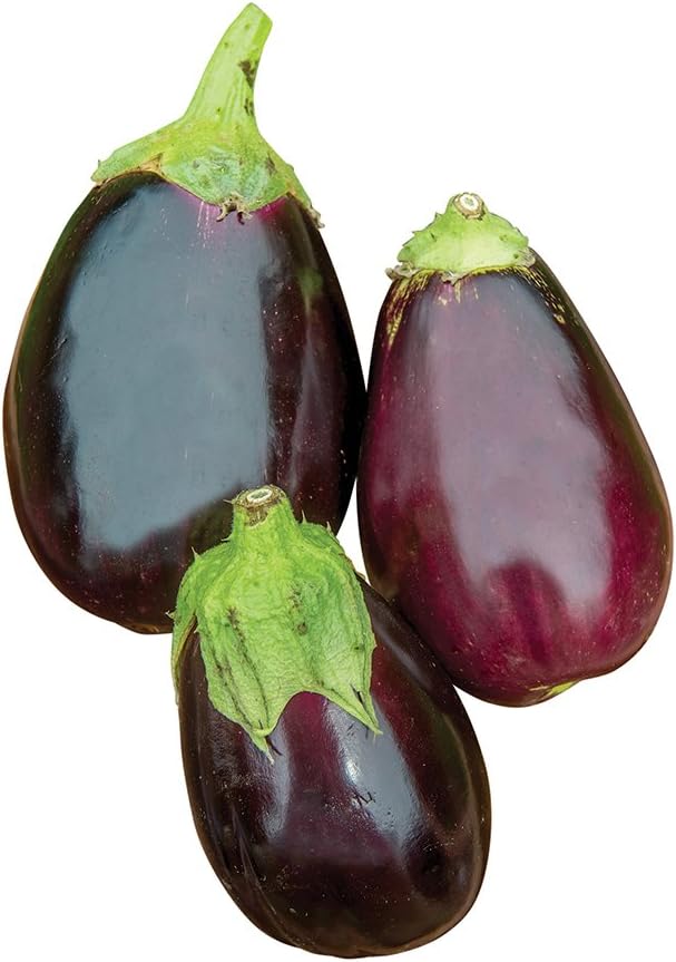 Burpee Black Beauty Eggplant Seeds 100 seeds