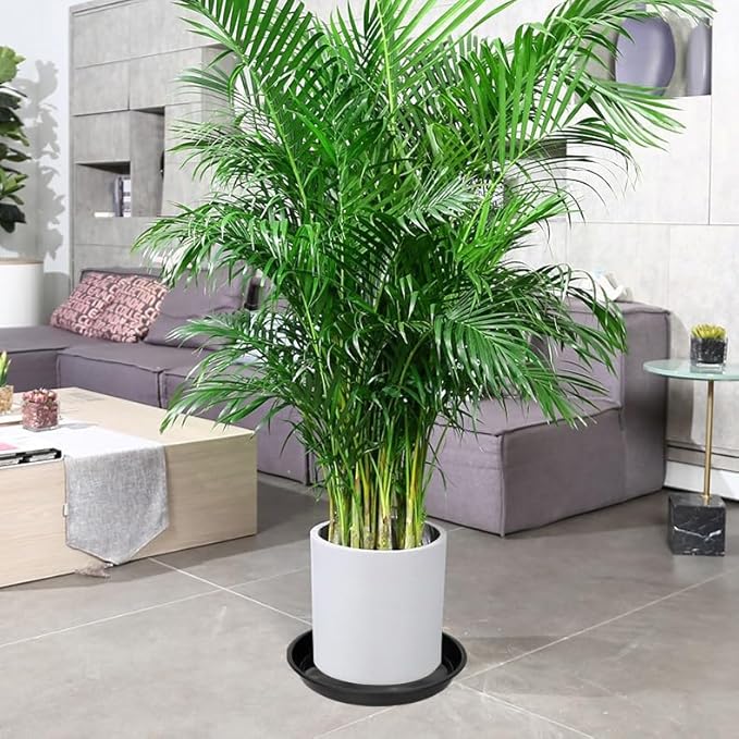 6 8 10 inch Plant Saucer, Heavy Sturdy Plastic Planter Trays Pot Tray for Indoor Outdoor, Plant Water Plate Drip Trays for Pots, (12 Pcs, Black)