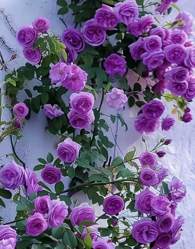 100PCS Purple Climbing Rose Seeds Rare Non-GMO Heirloom Seeds