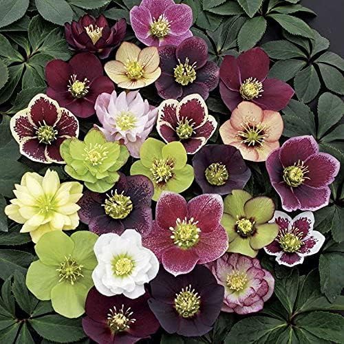 8 Containers of Mixed Lenten Rose/Hellebore in 2.5 Inch Pots- Great for Fall Planting!