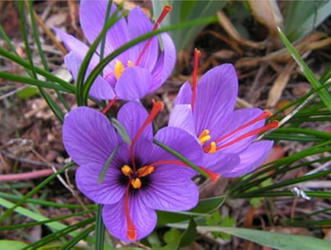 50 Saffron Crocus Sativus Corms Bulbs -Large 9 Cm Corms - Instructions Will be Included