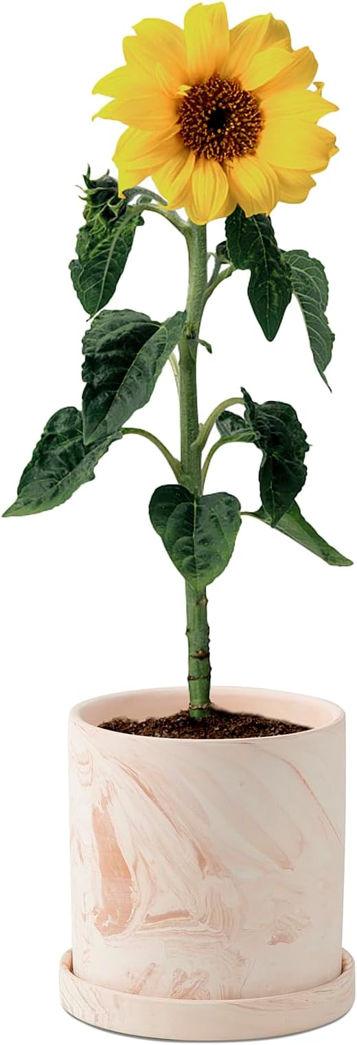 5 inch Plant Pot - Terra Cotta Flower Planters Indoor - Modern Succulents Containers with Drain Hole & Saucer, Decorate Home, Office & Outdoor (Pink)