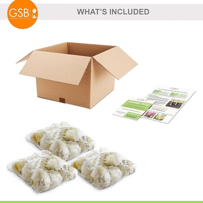 Garden State Bulb Globemaster Giant Allium Flower Bulbs, 20/22cm, Fall Planting (Bag of 30)