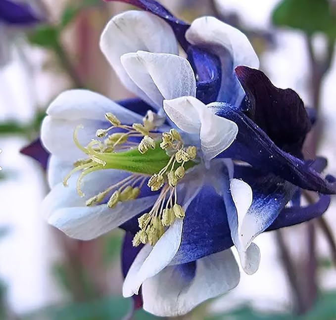 Double Mixed European Columbine Seeds - 16" Tall