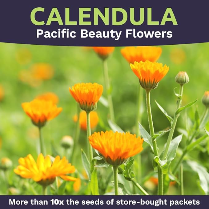 Calendula ‘Pacific Beauty Mix’ – Bulk Quarter Pound Bag – Over 12,000 Open Pollinated Non-GMO Wildflower Seeds – Calendula officinalis