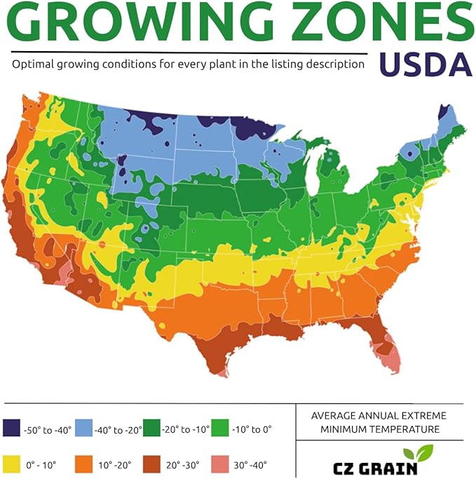 Drumstick Allium Bulbs - Easy to Grow Pennial Flowers, Deer Resistant - Ships from Iowa, USA (50 Bulbs)