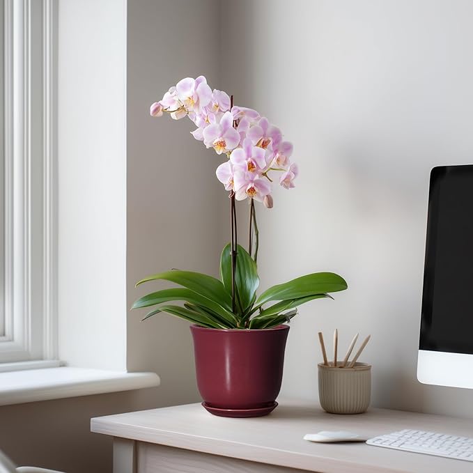 Ceramic Pots for Plants - 5.6 Inch Plant Pot for Indoor Outdoor, Round Succulent Orchid Pot with Drainage Hole and Saucer, Modern Small Planter, Window Office Desk Decor, Teacher Gifts, Red