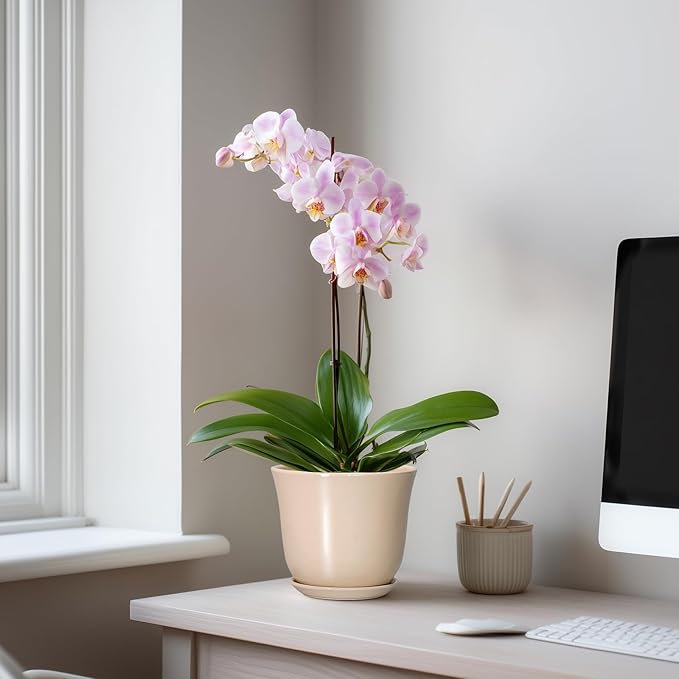 Ceramic Pots for Plants - 5.6 Inch Plant Pot with Drainage Hole and Saucer, Round Orchid Succulent Pots for Indoor Outdoor, Modern Small Planter, Home Office Decor, Gifts for Women, Beige