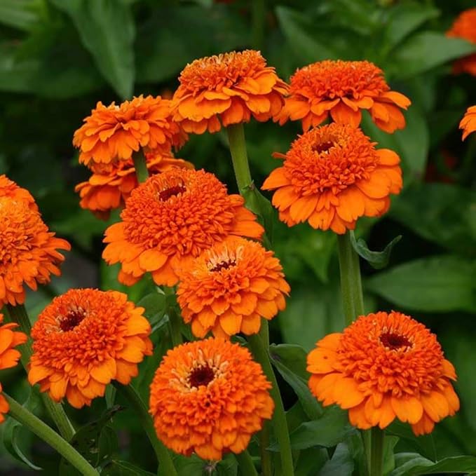 Eden Brothers Zinnia Seeds - Zinderella Orange, Non-GMO Seeds for Planting, Packet | Low-Maintenance Flower Seeds, Plant During Spring, Zones 2, 3, 4, 5, 6, 7, 8, 9, 10, 11