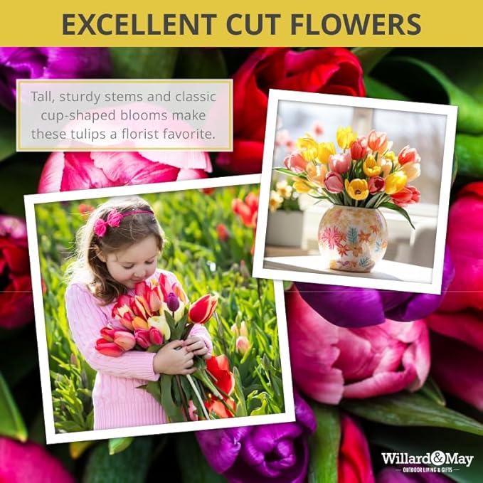 50-Pack Tulip & Daffodil Grower's Mix - 25 Tulips & 25 Daffodils, Mixed Colors, Easy Fall Planting for Bright Spring Blooms - Perennializing Kit of Colorful Flower Blooms – Fall Planting