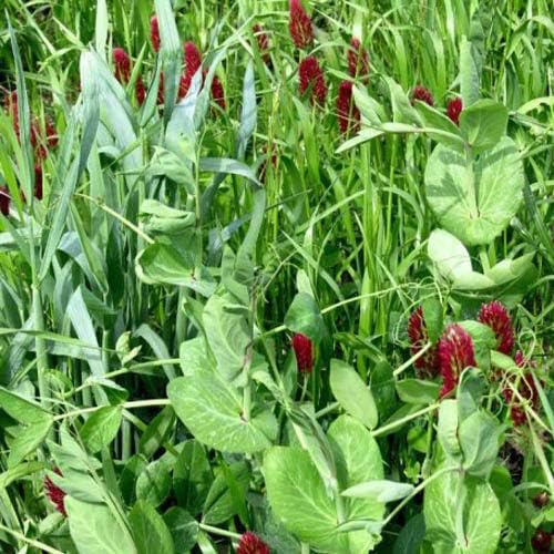 Outsidepride Gardenway Cover Crop Seeds - 50 lbs Fast Growing, Easy to Establish, Nutrient-Rich Mix for Soil Health & Home Gardens - Mixture of Triticale, Peas, Vetch, Annual Ryegrass, Crimson Clover