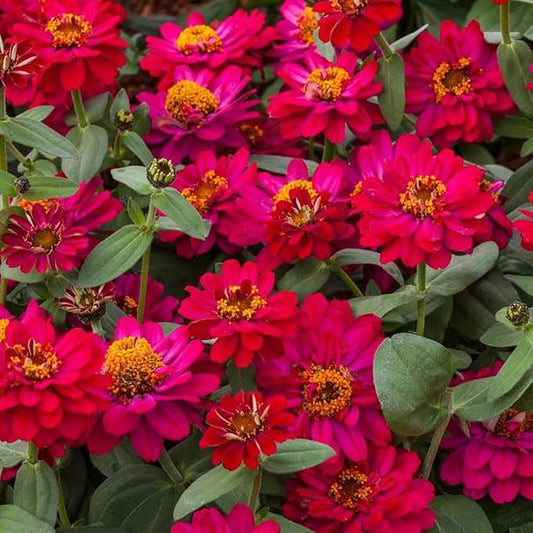 Eden Brothers Zinnia Seeds - Profusion Double Hot Cherry