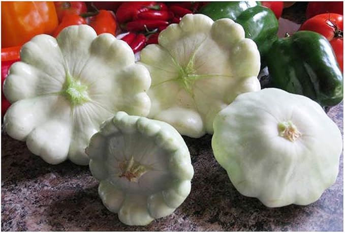 Heirloom Summer Scallop Blend Squash Seeds - Approximately 30 Seeds
