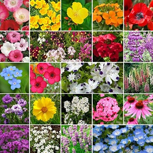 Dirt Goddess Super Seeds~ Partial Shade Wildflower Seed Mix (1/4 lb) 130,000 Seeds