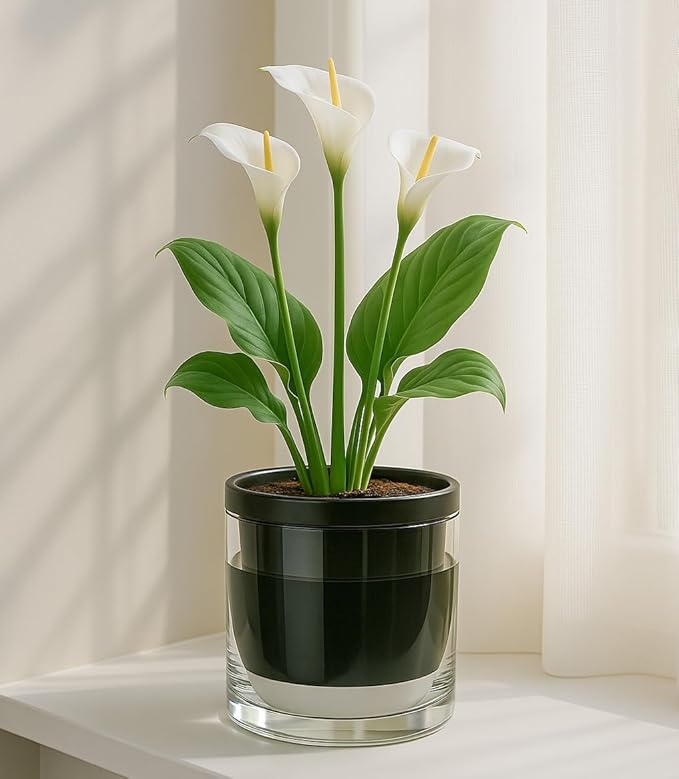 D'vine Dev 6 Inch Design Self Watering Planter for Indoor Plants, Black Terracotta Pot with Cylinder Glass Cup, 37-X-B-3