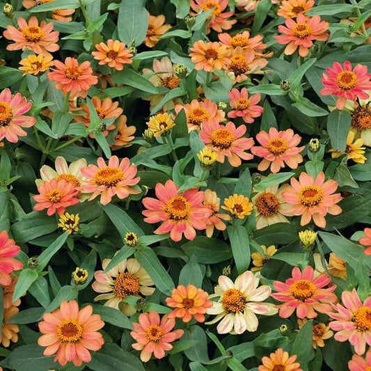 Eden Brothers Zinnia Seeds - Profusion Apricot, Non-GMO Seeds for Planting, Packet | Low-Maintenance Flower Seeds, Plant During Spring, Zones 2, 3, 4, 5, 6, 7, 8, 9, 10