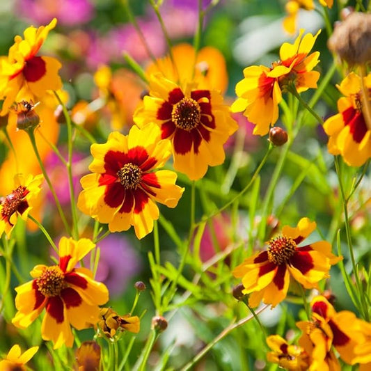Outsidepride Plains Coreopsis Seeds - 1 lb. Annual, Drought & Humidity Tolerant, Flower Seeds for Planting Vibrant Bicolored Blooms, Ideal for Xeriscaping and Low Maintenance Gardens