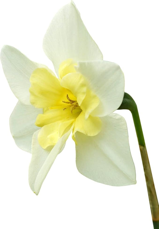 Easy to Grow Narcissus Daffodil 'Bella Estrella' Plant Bulbs (30 Pack) - Fragrant White & Yellow Flowering Blooms in Spring Gardens