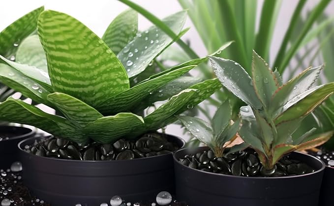 2 LBS River Rocks, StoneCreek, Decorative Garden Stones for Plant Landscaping, Polished Gravel Filler Pebbles for Home Decoration, Vases, Succulents, Flower Beds and Fish Tanks (Black, Medium)