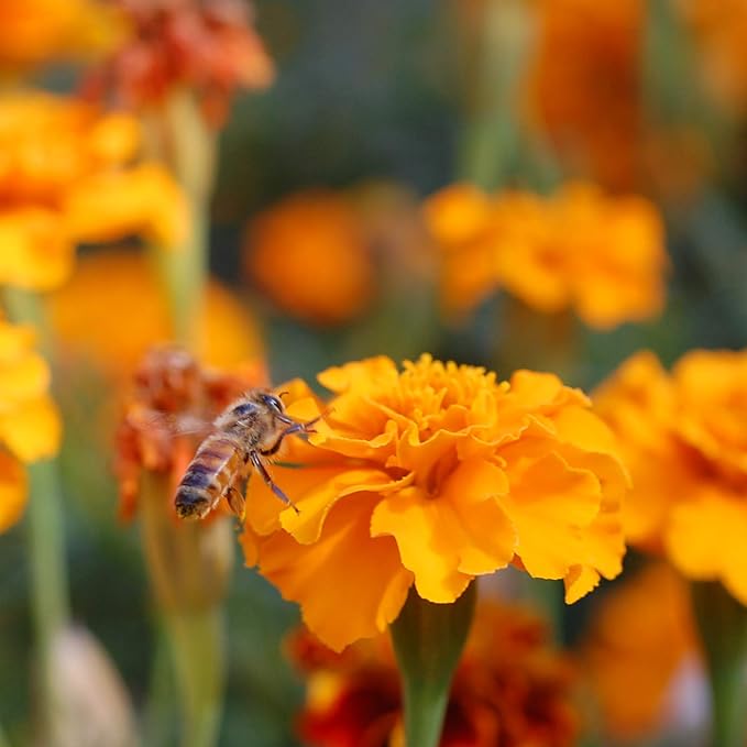 Save the Bees Wildflower Seed Shaker - ~100,000+ Wild Flower Seeds for Planting - Beautiful Easy to Sow Seed Shaker - 19 Varieties to Attract Bees & Other Pollinators - 3 oz. of Seed Covers ~370 sq ft