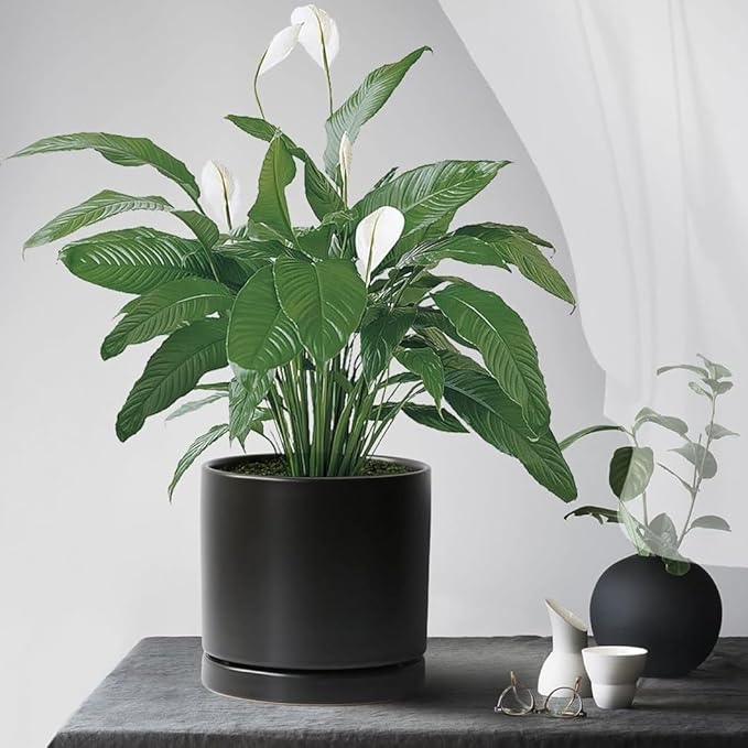 Ceramic Plant Saucer Pot Tray 10 Inch, Planter Saucers 4 5 6 7 8 9 10 11 12 13 Inch for Indoors Outdoor, Durable Sturdy Flower Drainage drip Water Tray for Glazed Pots Base (10.7 Inch-Black)