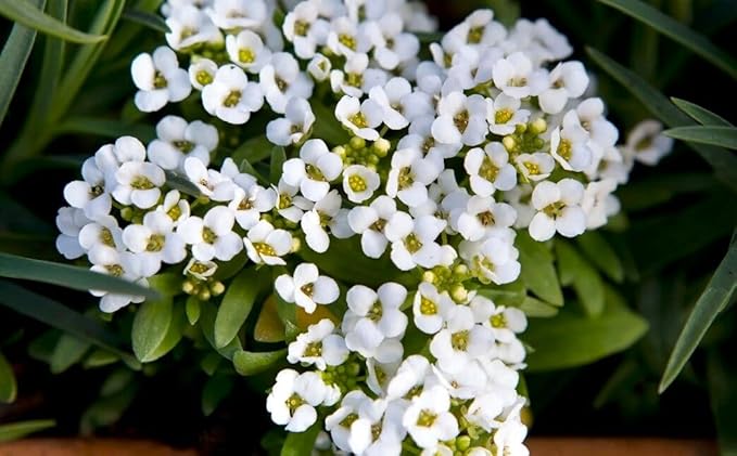 Seeds Sweet Alyssum Seed Mix 800+ Seeds for Planting Carpet Flower Annual Plant Non-GMO Lobularia Maritima