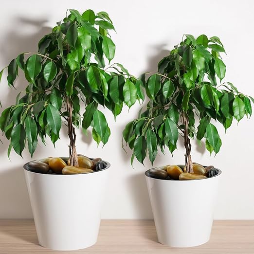 5lbs Pebbles for Indoor Plants, 2-3 Inch Mixed Color High Polished Large River Rocks Outdoor Decorative Stones Vase Filler Fish Tank Aquariums Landscaping Garden Outdoor and Indoor DIY