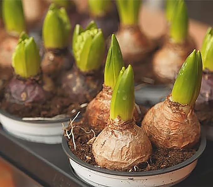 10 Royal Purple Hyacinth Bulbs - Peter Stuyvesant, 16-17 cm, Zones 4-10 (Pre-Chilling Required for Zones 8-10), Stunning Spring Blooms