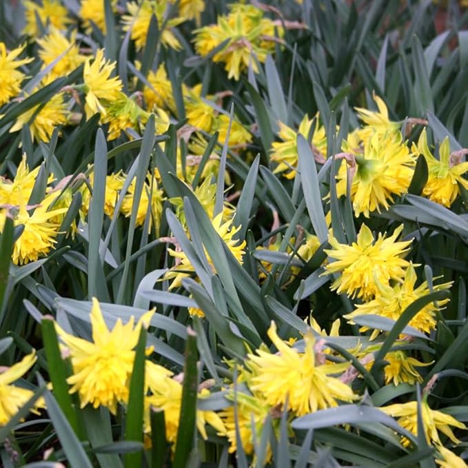 Rip Van Winkle Specie Daffodil Flower Bulbs - 5 Bulbs per Pack - Deer Resistant - Good as Cut Flowers - Grows Well in Containers - Naturalizing - Perennializing