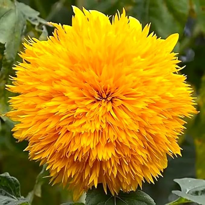 Seeds Fluffy Sunflower Teddy Bear 20 Seeds for Growing Dwarf 20-30” Tall Annual Plant Double Sunflower Pom-Pom Sunflower