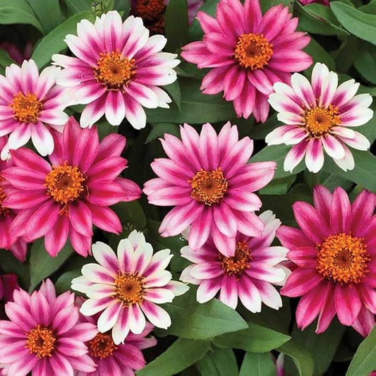 Eden Brothers Zinnia Seeds - Profusion Cherry Bicolor, Non-GMO Seeds for Planting, Packet | Low-Maintenance Flower Seeds, Plant During Spring, Zones 2, 3, 4, 5, 6, 7, 8, 9, 10