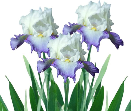 Easy to Grow Bearded Iris Clarence - 9 Plant Bulbs Rhizomes, Purple & White Flowers in Spring to Fall, Full Sun Low Maintenance