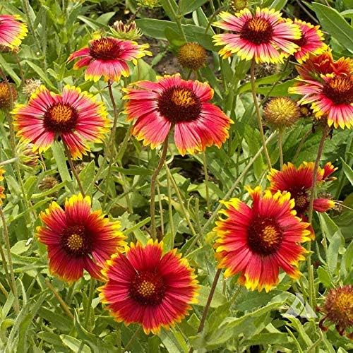 Outsidepride Gaillardia Aristata Red Blanket Flower Seeds for Planting - 1/4 lb Perennial Wildflower Seeds, Drought-Tolerant for Xeriscaping, Borders, Pollinator Gardens, or Wildflower Mixes
