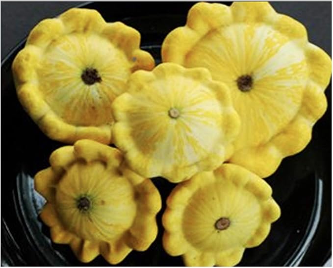 Heirloom Summer Scallop Blend Squash Seeds - Approximately 30 Seeds