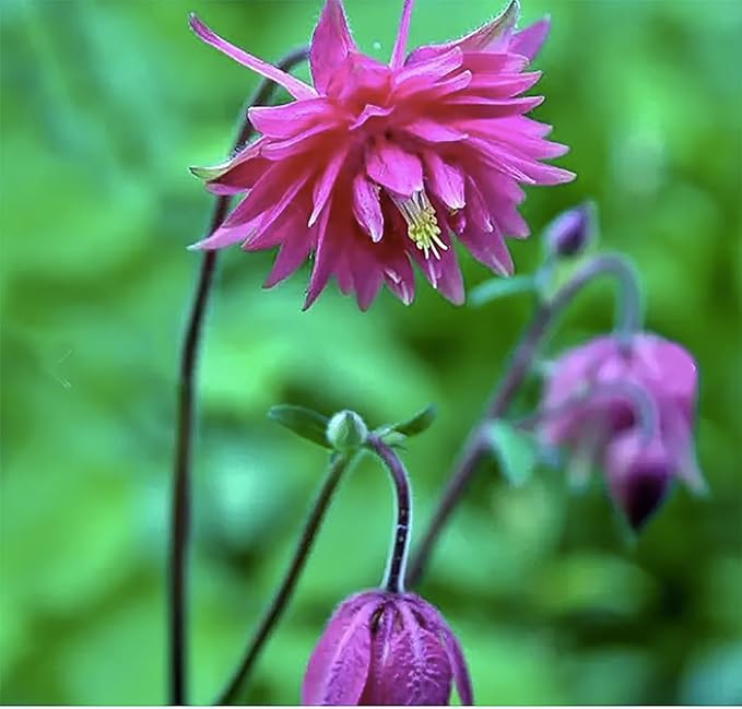 Double Mixed European Columbine Seeds - 16" Tall