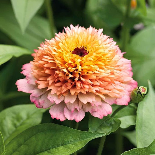 Eden Brothers Zinnia Seeds - Zinderella Peach, Non-GMO Seeds for Planting, Packet | Low-Maintenance Flower Seeds, Plant During Spring, Zones 2, 3, 4, 5, 6, 7, 8, 9, 10