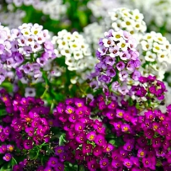 Seeds Sweet Alyssum Seed Mix 800+ Seeds for Planting Carpet Flower Annual Plant Non-GMO Lobularia Maritima