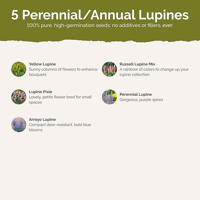 Eden Brothers Lupine Flower Mixed Seeds for Planting, 1 lb, 480,000+ Seeds with Russell, Arroyo, Yellow, Sky Lupine | Attracts Pollinators, Plant in Spring or Fall, Zones 3, 4, 5, 6, 7, 8, 9, 10