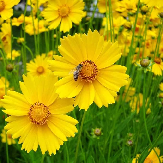 Outsidepride Lance-leaved Coreopsis Seeds - 5 lbs. Perennial, Humidity & Drought Tolerant Flower Seeds for Planting Clumping Vibrant Golden Blooms, Ideal for Xeriscaping and Low Maintenance Gardens