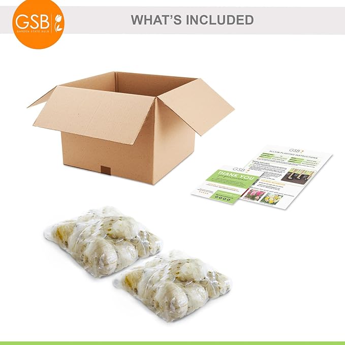 Garden State Bulb Globemaster Giant Allium Flower Bulbs, 20/22cm, Fall Planting (Bag of 20)