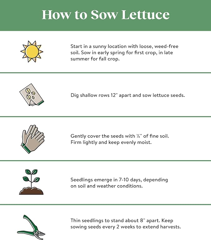 Burpee Heatwave Blend Lettuce Seeds 1000 seeds