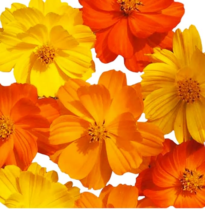 Cosmos Seeds in a Mixture of 11 Varieties - Long Blooming Period in All Zones - Easy to Grow