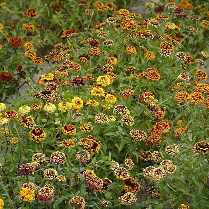 Eden Brothers Zinnia Seeds - Jazzy Mix
