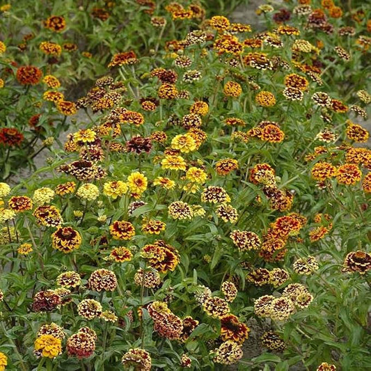 Eden Brothers Zinnia Seeds - Jazzy Mix