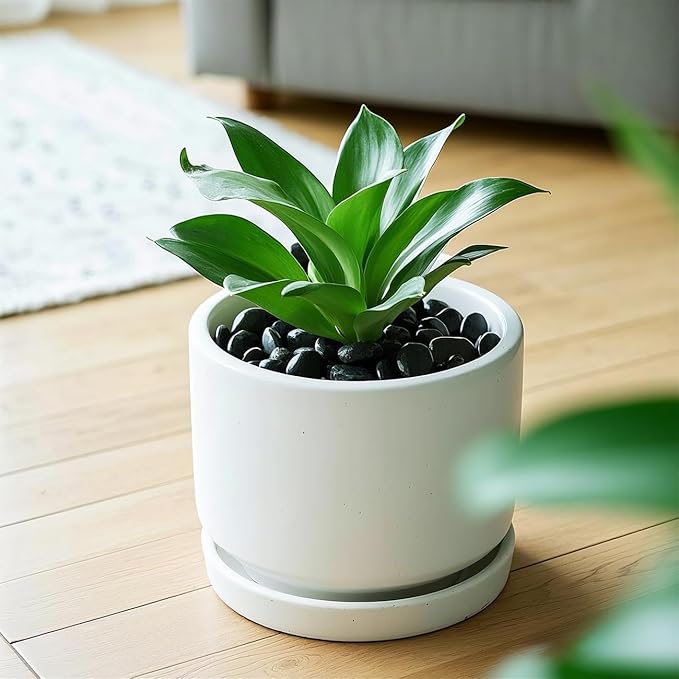 River Rocks 5 Lb, Pebbles for Indoor Plants 0.8"-1.5", Black Rocks for Outdoor Landscaping, Decorative Stones Vase Filler, Fish Tank, Fountain, Succulents, Flower Bed, Black